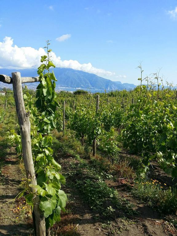 Vesuvio Inn Guest House E Wine Experience Boscotrecase エクステリア 写真